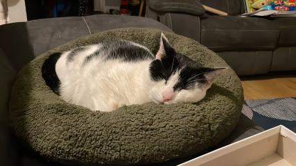 Hundreds of cats, thousands of cats, millions and billions and trillions of cats