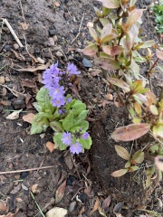 Help a gardening newbie 😅 weed or not?