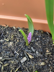 Spring and Summer Bulbs 2023