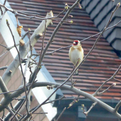 Thread 6 - TalkExiles: "Yup, still round."