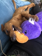 Tell me everything I need to know about Labradors please!
