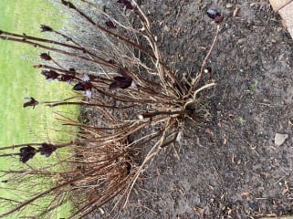Help a gardening newbie 😅 weed or not?