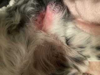 To ask for you to look at photos of my dogs skin and see if you know what's wrong?