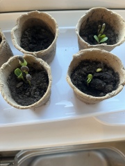 Next steps with my indoor seed plants