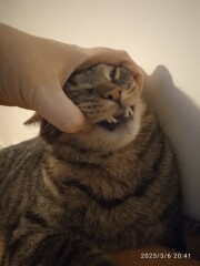 Just found dcat has broken canine tooth