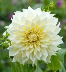 Dahlias 2023