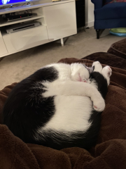 Settling a new kitten in with the existing hooligan