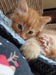 Help name my new kitten
