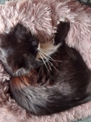 Hundreds of cats, thousands of cats, millions and billions and trillions of cats