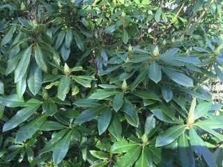   Plant id anyone please?