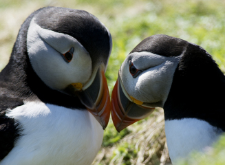 A question about Corvids