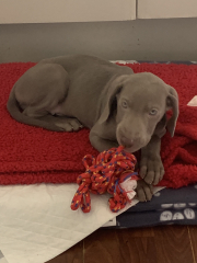 What do we need for a new puppy