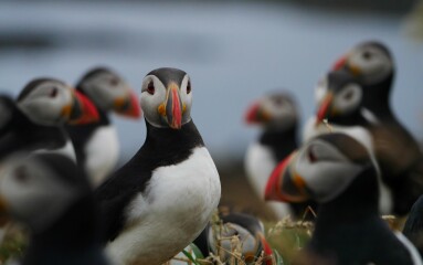 A question about Corvids