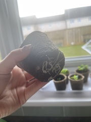 Next steps with my indoor seed plants