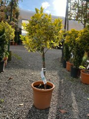 Help, clueless about plants! 