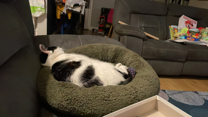 Hundreds of cats, thousands of cats, millions and billions and trillions of cats