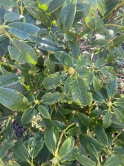 Rhododendron 