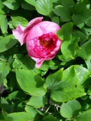 Tree Peony