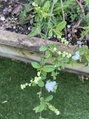What’s this pretty plant?