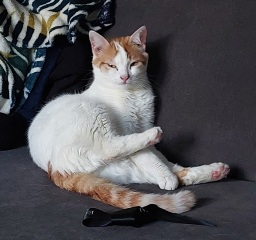 What has your experience of ginger  cats been ? 