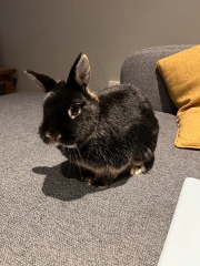 House rabbits