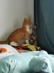 New kitten. Pics! 