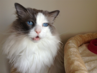 Adopting a rescue ragdoll