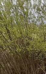 ID help please