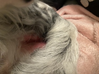 To ask for you to look at photos of my dogs skin and see if you know what's wrong?