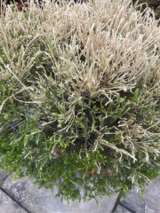 Are these plants dead?