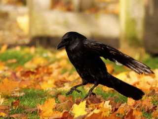 A question about Corvids