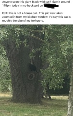 Am I the only person who does not assume a cat is lost if I see one in my garden?