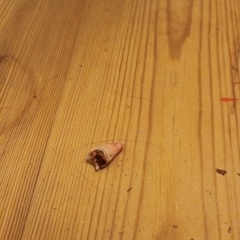 Anyone want to see my extracted tooth? *Trigger Warning* Photo attached