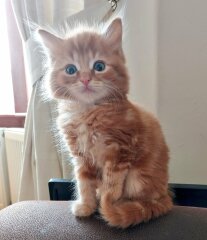 Help name my new kitten