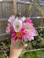 Dahlias 2023