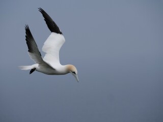 A question about Corvids