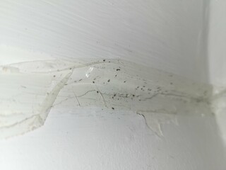What's living in my wall?!