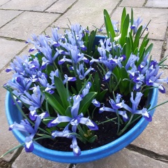 Spring and Summer Bulbs 2023