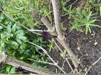 Help a gardening newbie 😅 weed or not?