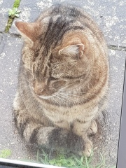 Cats used to be worshiped as Gods...