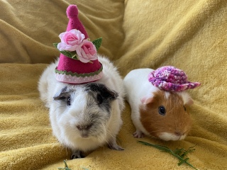 A genuine Guinea pig thread!!! 