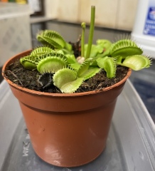 Inherited a Venus Flytrap. Help!