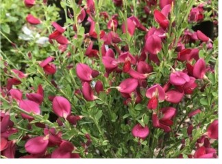 What plants/shrubs have you just bought?
