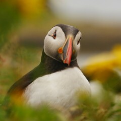 A question about Corvids