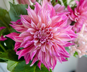 Dahlias 2023