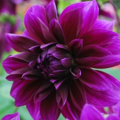 Dahlias 2023