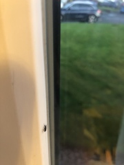 Tiny black flies all over house. Help! 