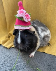 A genuine Guinea pig thread!!! 