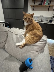 What has your experience of ginger  cats been ? 
