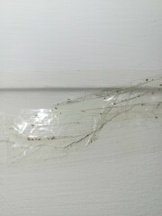 What's living in my wall?!
